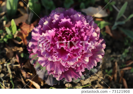 Japanese kale flowers blooming in winter flower beds Japanese kale flowers blooming in winter flower beds 73121908