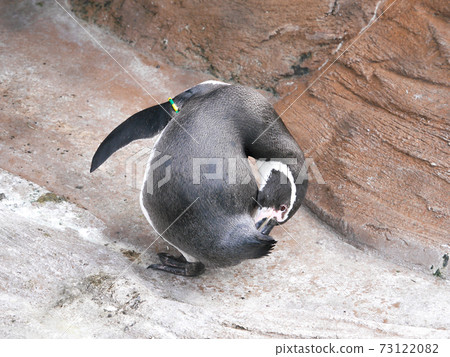 Penguins Zoo 73122082