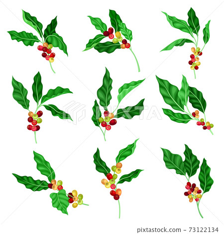 Coffee Plant Branch with Juiced Edible Fruits Containing Caffeine Vector Set 73122134