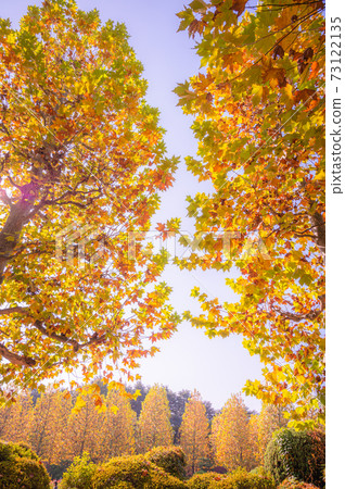 Platanas樹木,秋天的落葉,成排的樹木,樹木 Platanas樹木,秋天的落葉,成排的樹木,樹木 73122135