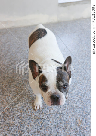 French bulldog or white and black French bulldog 73123098