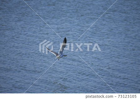 Omuta City Miike Port Seagull, Omuta City Miike Port Seagull, 73123105