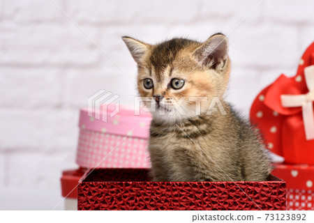 cute kitten of the breed Scottish golden chinchilla straight sits in a red gift box 73123892