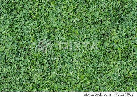 UK green grass UK green grass 73124002