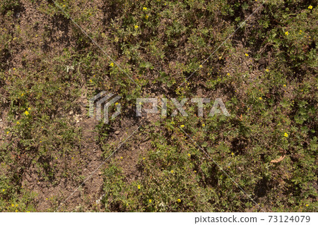 Canada green grass Canada green grass 73124079