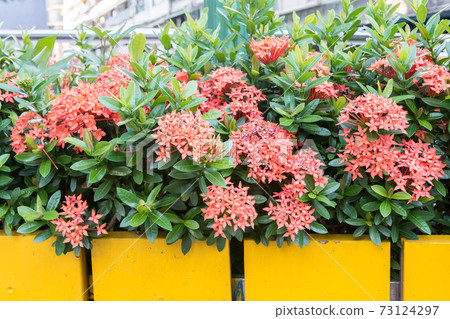 Blooming dragon boat flower 73124297