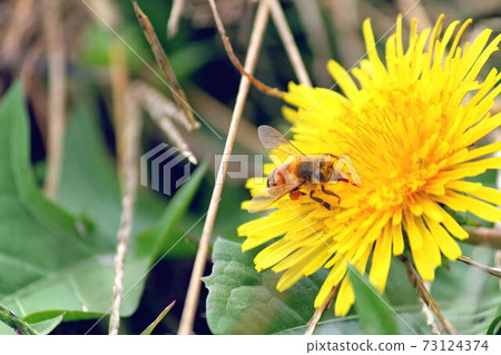 Bees sucking nectar from dandelion flowers Bees sucking nectar from dandelion flowers 73124374