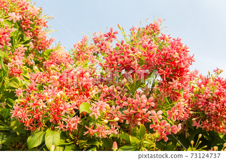 盛開的使君子 盛開的使君子 73124737