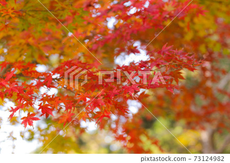 Autumn leaves 1 Autumn leaves 1 73124982