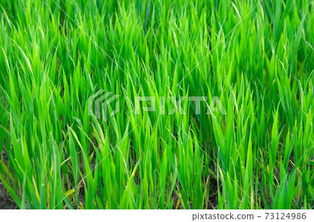 Plants Plants 73124986