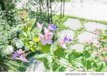盛開的紫洋傘花 73125126