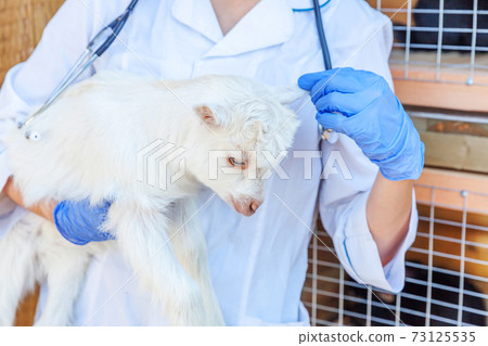Young veterinarian woman with stethoscope holding and examining goat kid on ranch background. Young goatling with vet hands for check up in natural eco farm. Animal care and ecological farming 73125535