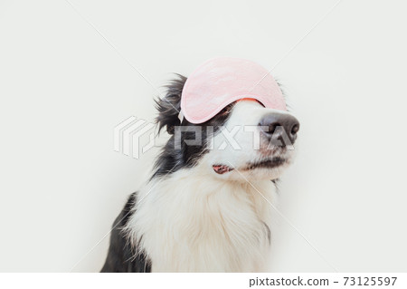 Do not disturb me, let me sleep. Funny cute smiling puppy dog border collie with sleeping eye mask isolated on white background. Rest, good night, siesta, insomnia, relaxation, tired, travel concept. Do not disturb me, let me sleep. Funny cute smiling puppy dog border collie with sleeping eye mask isolated on white background. Rest, good night, siesta, insomnia, relaxation, tired, travel concept. 73125597