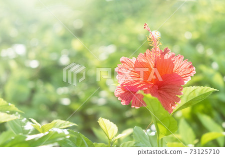 Red hibiscus flower on a green blurred background with sun light light 73125710