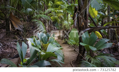 Fotografia Ground rural road in the middle of tropical jungle