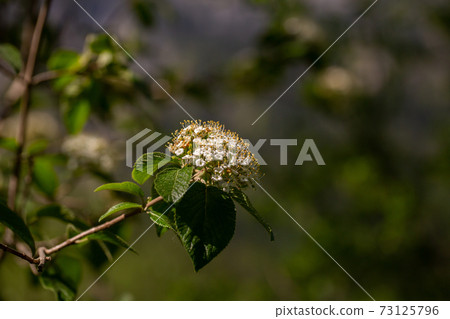 Close up of a plant with a soft background Close up of a plant with a soft background 73125796
