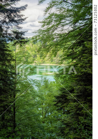 View of the lake through many trees View of the lake through many trees 73125802