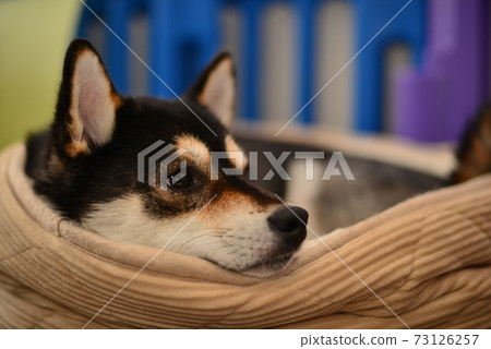 Shiba Inu's daily life Shiba Inu's daily life 73126257