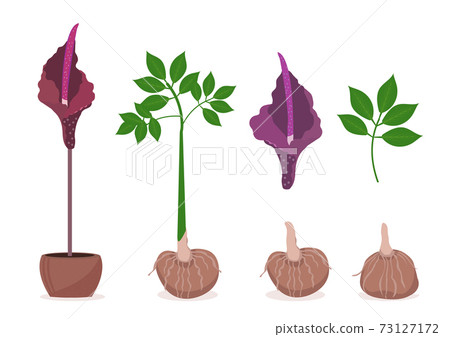 Amorphophallus konjac plant set. Konjak Japanese traditional cuisine ingredients for shirataki noodles, gum, glucomannan.Vector illustration Amorphophallus konjac plant set. Konjak Japanese traditional cuisine ingredients for shirataki noodles, gum, glucomannan.Vector illustration 73127172