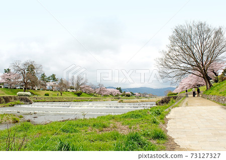 [Kyoto] Spring Kamo River cloudy weather and cherry blossoms along the river 73127327
