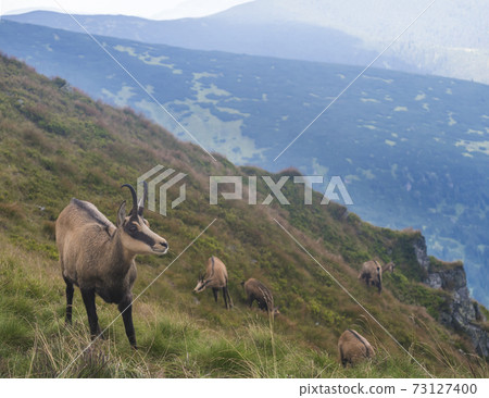Group of Tatra chamois, rupicapra rupicapra tatrica standing on a summer mountain meadow in Low Tatras National park in Slovakia. Wild mamal in natural habitat, nature photography. Group of Tatra chamois, rupicapra rupicapra tatrica standing on a summer mountain meadow in Low Tatras National park in Slovakia. Wild mamal in natural habitat, nature photography. 73127400