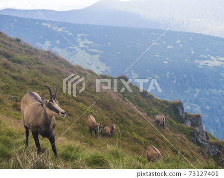 Group of Tatra chamois, rupicapra rupicapra tatrica standing on a summer mountain meadow in Low Tatras National park in Slovakia. Wild mamal in natural habitat, nature photography. 73127401