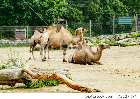 Camels in Korkeasaari Zoo in Helsinki at summer Camels in Korkeasaari Zoo in Helsinki at summer 73127454