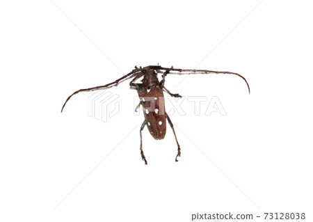 Big brown beetle, isolate on a white background, batocera rubus 73128038