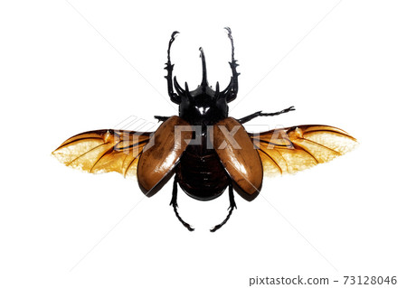 Big brown beetle, isolate on a white background, eupatorus gracilicornis Big brown beetle, isolate on a white background, eupatorus gracilicornis 73128046
