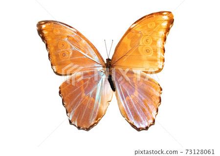 Big butterfly with yellow wings, isolate on white background, mopho achilles 73128061