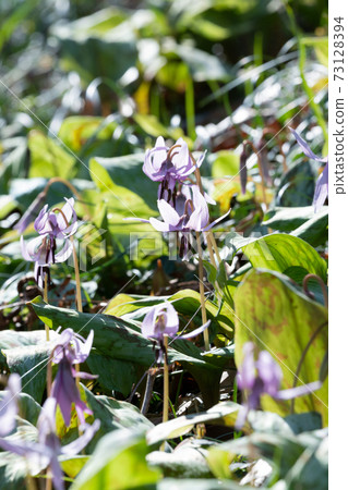 Katakuri flowers 73128394