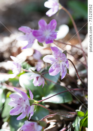 Snowgrass花 Snowgrass花 73128562