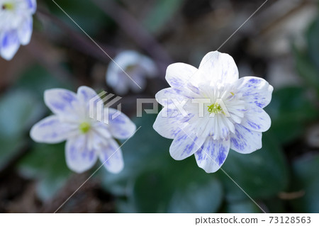 Snowgrass花 Snowgrass花 73128563