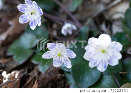 Snowgrass花 Snowgrass花 73128564