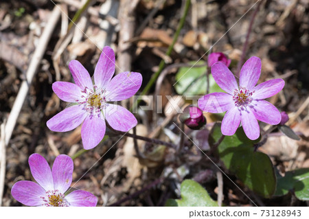 Snowgrass花 Snowgrass花 73128943