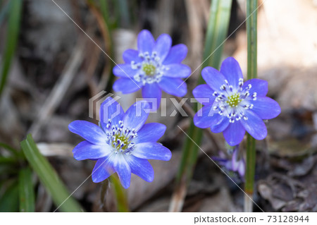 Snowgrass花 Snowgrass花 73128944