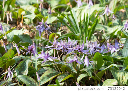 Katakuri flowers 73129042