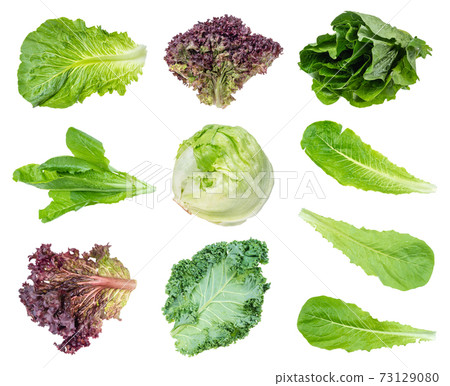 various fresh leaf salads cut out on white various fresh leaf salads cut out on white 73129080
