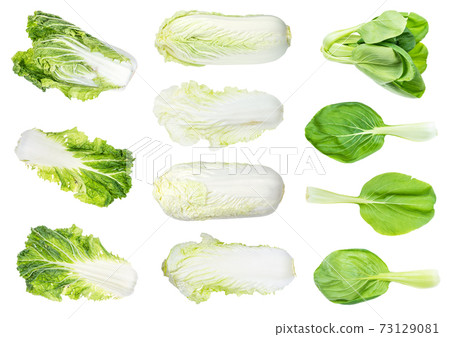 fresh leaf and head chinese cabbages cut out fresh leaf and head chinese cabbages cut out 73129081