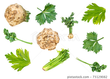 set of fresh celeriac and celery vegetable cut out set of fresh celeriac and celery vegetable cut out 73129082