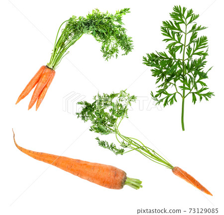 set of fresh carrots cut out on white set of fresh carrots cut out on white 73129085