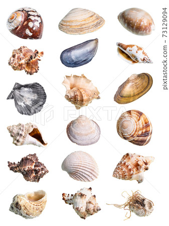 dried empty shell of whelk mollusk cutout on white 73129094