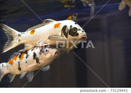 Nishikigoi in the aquarium Nishikigoi in the aquarium 73129441