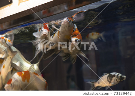 Nishikigoi in the aquarium 73129442