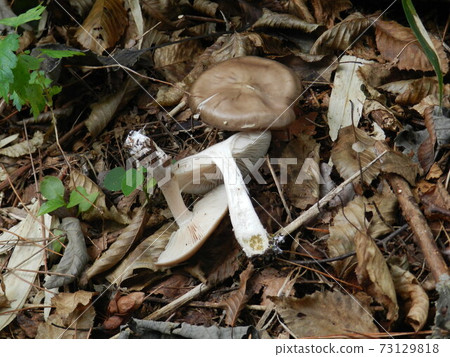 小浦貝尼塔克小毒蘑菇 73129818