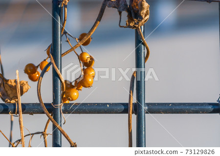 Ground fence entwined with dead grass Ground fence entwined with dead grass 73129826