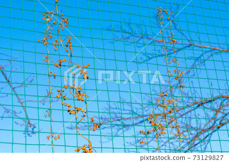 Ground fence entwined with dead grass 73129827