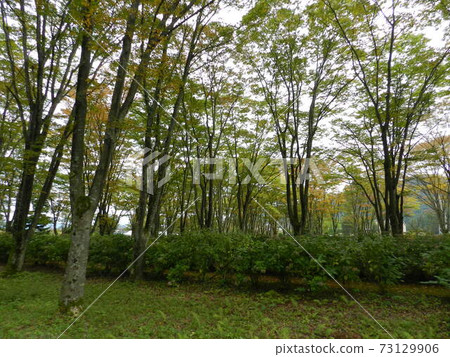 Fukushima City Mizubayashi Nature Forest September near Tsuchiyu Onsen Fukushima City Mizubayashi Nature Forest September near Tsuchiyu Onsen 73129906