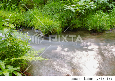 新鮮的綠色和清澈的溪流（大山北谷澤溪流）的圖像 73130135