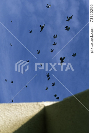 CYPRUS LARNAKA BIRDS CYPRUS LARNAKA BIRDS 73130296